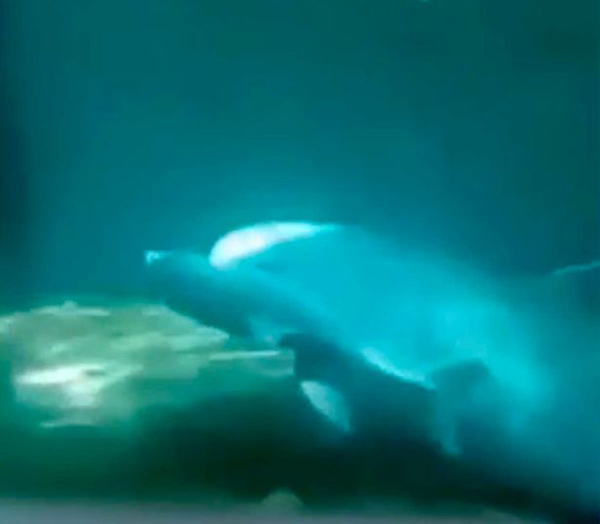 震惊！保加利亚一水族馆仅9天大海豚表演时“过劳死”