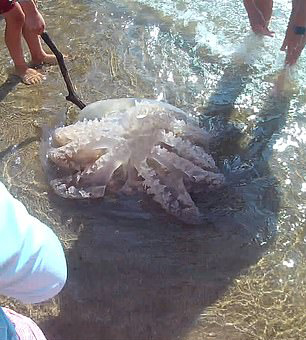英国一海滩游客欲救水母回大海失败 因水母早已死亡