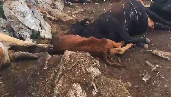 离奇！西班牙一山顶附近20头奶牛被雷电击中死亡