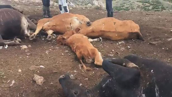 离奇！西班牙一山顶附近20头奶牛被雷电击中死亡