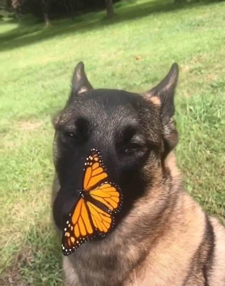 美妙邂逅！濒危帝王蝶停在一只比利时马利诺犬鼻子上