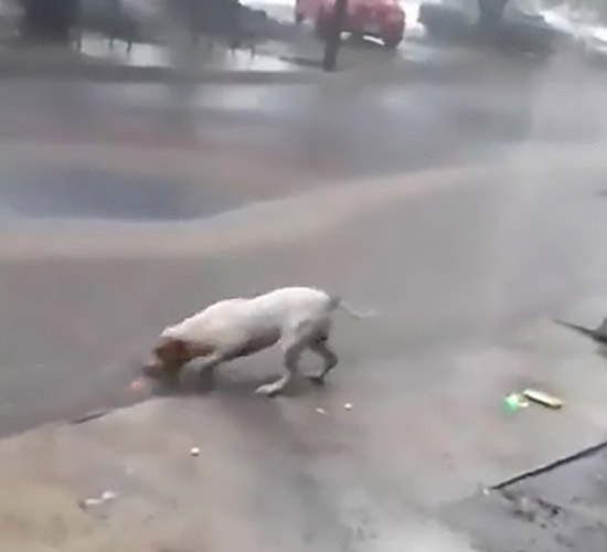 超暖！墨西哥一宠物狗暴雨过后帮助清理街道垃圾