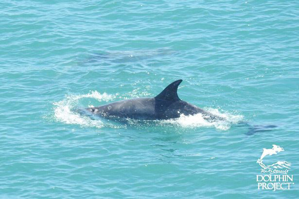 震惊！日本开始年度海豚捕杀活动 或持续六个月