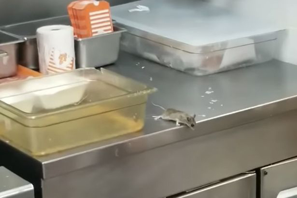 好气又好笑！美德州一家汉堡店被曝小老鼠跳进油锅
