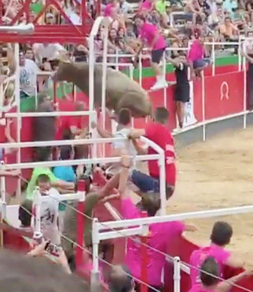 西班牙一头公牛跳出围栏 冲向看台观众恐慌四散
