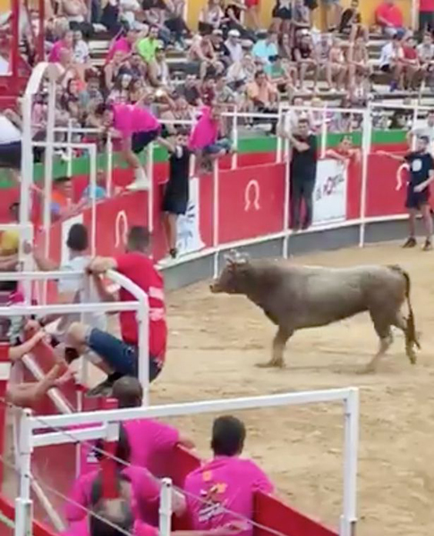 西班牙一头公牛跳出围栏 冲向看台观众恐慌四散