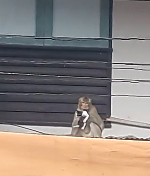 泰国一只猴子绑架小猫后将其带走 至今下落不明