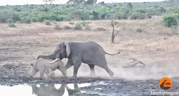 南非国家公园犀牛和大象打架 场面激烈殃及小犀牛