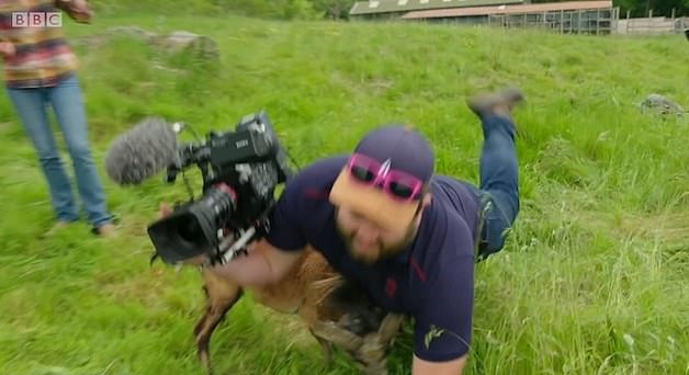 捧腹大笑！英国一名摄像师被绵羊撞到下身痛苦倒地