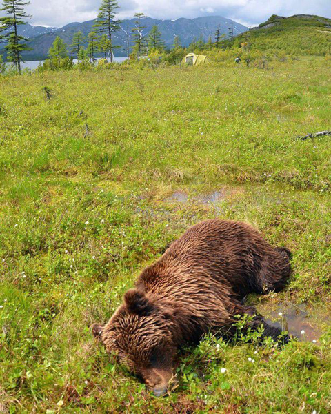 俄罗斯一大学生露营时被棕熊撕开帐篷拖入森林
