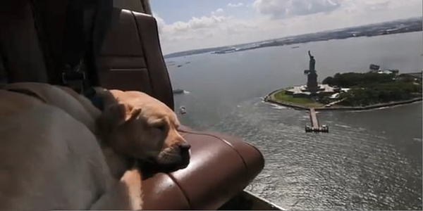 美国直升机公司允许携带宠物上飞机引议员批评