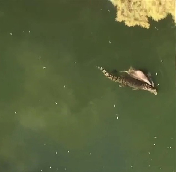 饿坏了！澳大利亚一只鳄鱼叼着整头牛在水中游泳