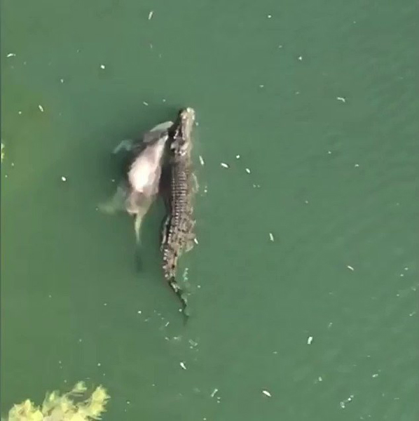 饿坏了！澳大利亚一只鳄鱼叼着整头牛在水中游泳