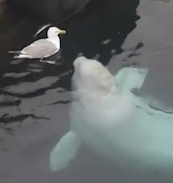 挪威一白鲸与海鸥变朋友 海面嬉戏玩耍