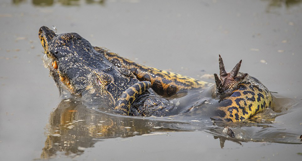 巴西8.5米巨蟒与鳄鱼沼泽里打斗 鳄鱼被杀死