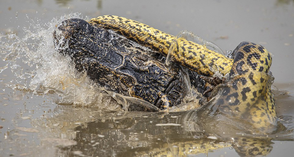 巴西8.5米巨蟒与鳄鱼沼泽里打斗 鳄鱼被杀死
