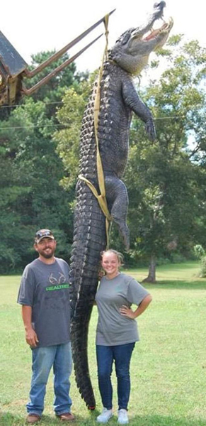 美乔治亚州一对父女猎杀4.3米鳄鱼 创下该州新记录