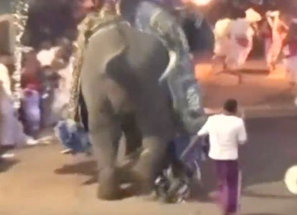 斯里兰卡首都游行中大象冲撞人群 造成17人重伤