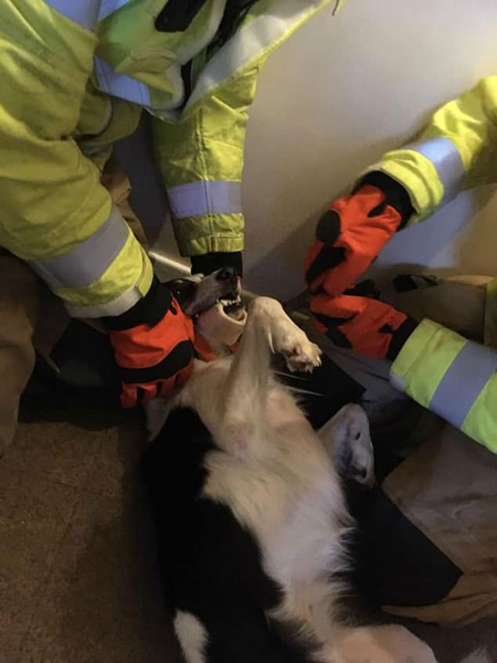 英国一宠物狗啃骨头时下颚被卡住 消防员出动将其解救